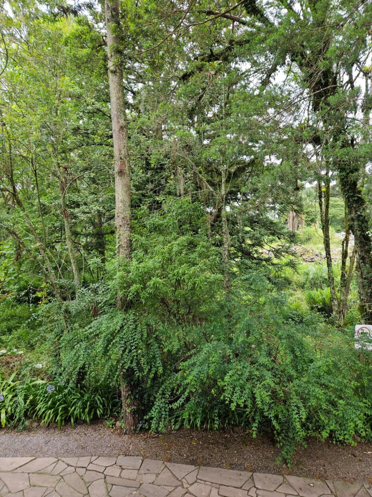 Cantinho Das Oliveiras. Gramado Exterior photo